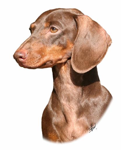 Dachshund 9Y420D-82.jpg